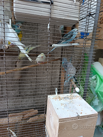 Cocorite varie mutazioni