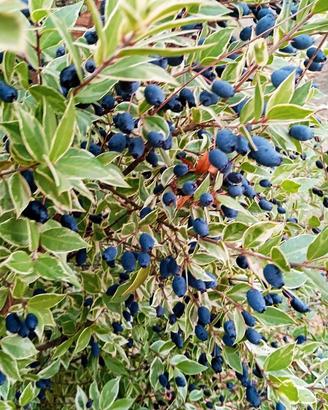 Mirto da Infusione