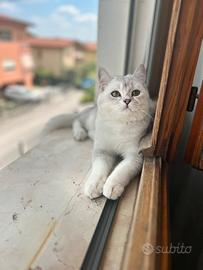 Monta British shorthair