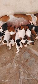 Jack Russel
