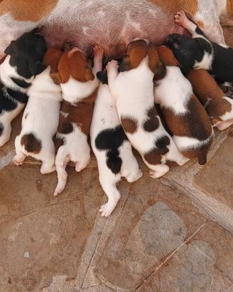 Jack Russel