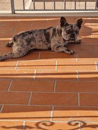 Bulldog francese