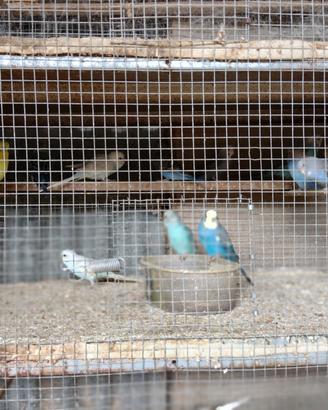Pappagalli cocorite