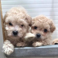 Maltipoo