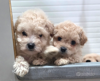 Maltipoo