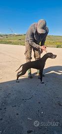 Pointer inglese
