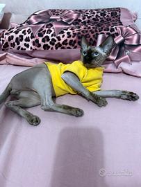 Sphynx