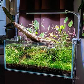 Acquario, paludario, terrario