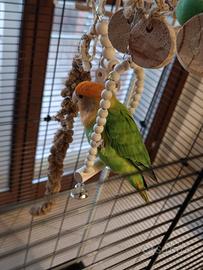 Inseparabile roseicollis