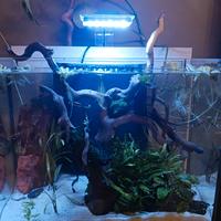 Acquario 50 litri