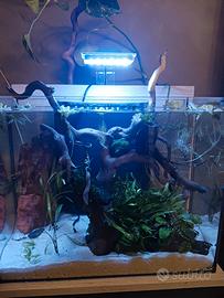 Acquario 50 litri