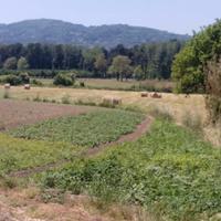 Terreno agricolo