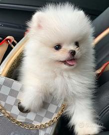VOLPNO SPITZ DI POMERANIA cuccioli ITALIANI