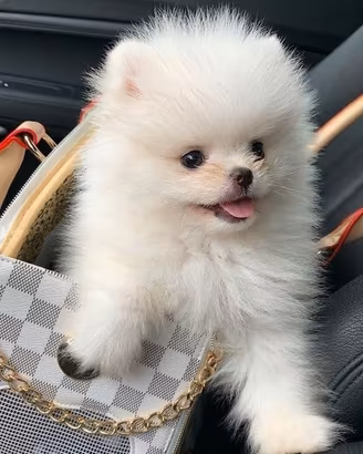 VOLPNO SPITZ DI POMERANIA cuccioli ITALIANI