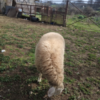 Vendita montone bergamasco