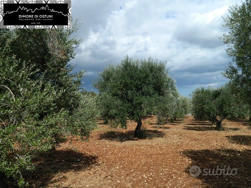 TERRENO 13.000mq - Valle d'Itria - OSTUNI - Vista 2