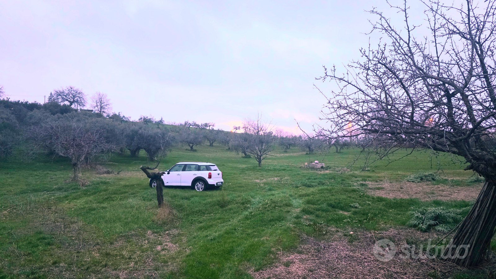 Terreno agricolo con 40 piante di ulivi secolari - Vista 5