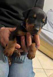 Cuccioli di dobermann
