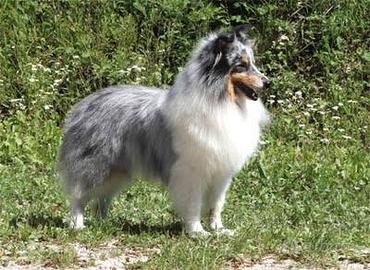 Pastore shetland il piccolo lassie in miniatura 
