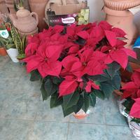 STELLE DI NATALE ALTE 1 METRO