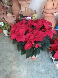 STELLE DI NATALE ALTE 1 METRO