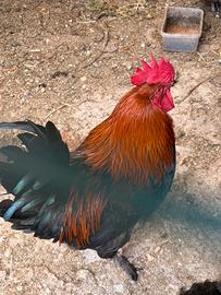 Gallo Marans Nero Ramato - Giovane e sano