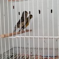 Canarino femmina spagnolo