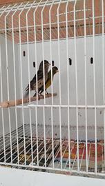 Canarino femmina spagnolo