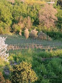 Vigneto in grdtionr