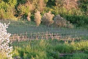 Vigneto in grdtionr