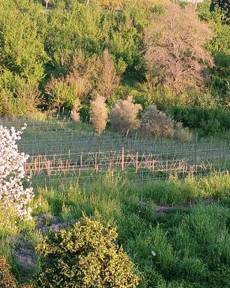 Vigneto in grdtionr