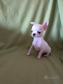 cucciola chihuahua 
