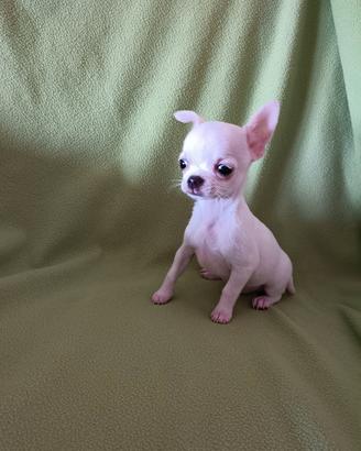 cucciola chihuahua 