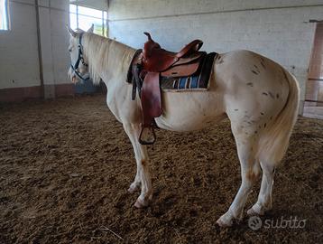 Castrone appaloosa