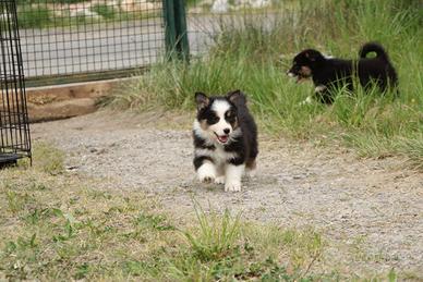 Cucciole femmine australian shepherd
