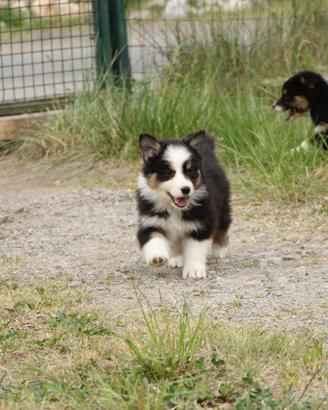 Cucciole femmine australian shepherd