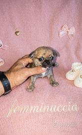 Chihuahua mini toy smal