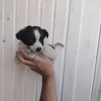 Cucciolo maltipoo nano