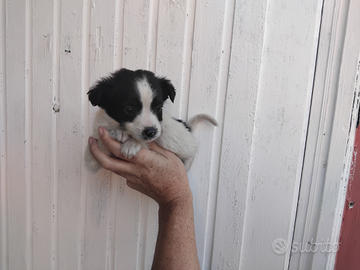 Cucciolo maltipoo nano