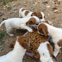 Cuccioli Jack Russell