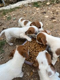 Cuccioli Jack Russell