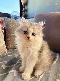 Gattino Persiano