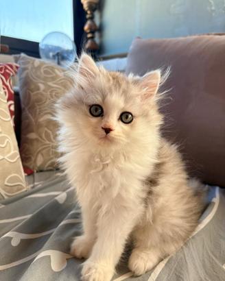 Gattino Persiano