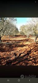 Uliveto 4 ettari con pozzo - fronte strada