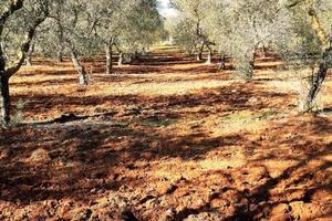 Uliveto 4 ettari con pozzo - fronte strada