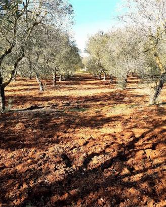 Uliveto 4 ettari con pozzo - fronte strada