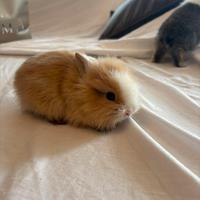 Conigli nani testa di leone