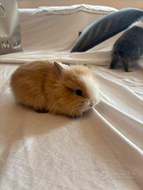 Conigli nani testa di leone