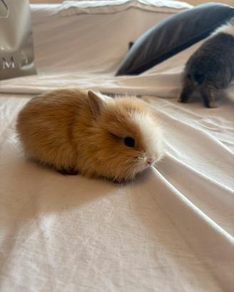 Conigli nani testa di leone