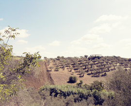 Terreno agricolo a Moscufo